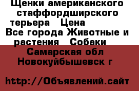 Щенки американского стаффордширского терьера › Цена ­ 20 000 - Все города Животные и растения » Собаки   . Самарская обл.,Новокуйбышевск г.